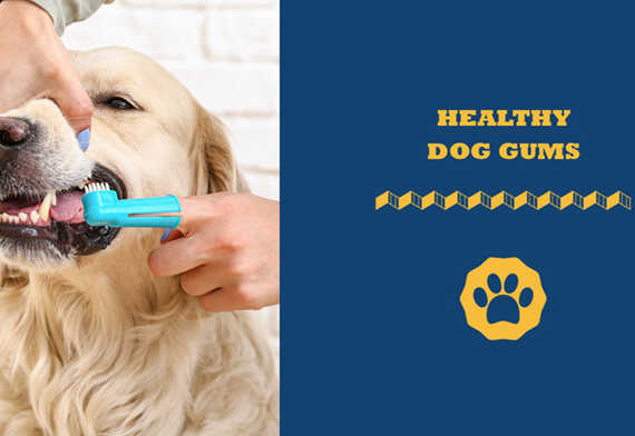 Healthy Dog Gums