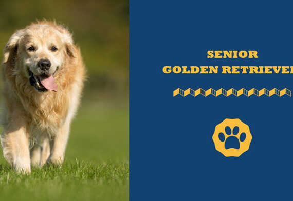 Senior golden retriever