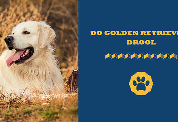 Do Golden Retrievers Drool
