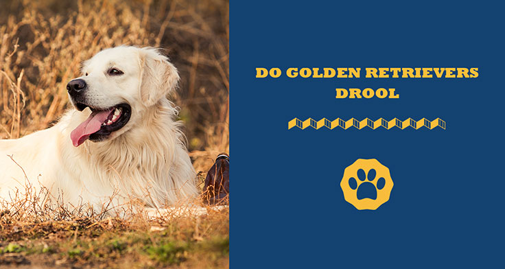 Do Golden Retrievers Drool