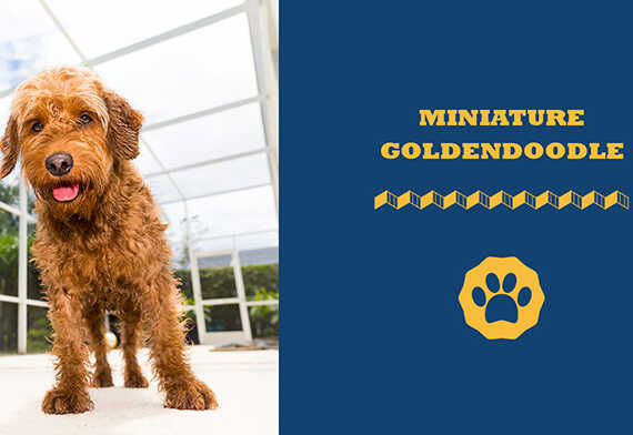 Miniature Goldendoodle