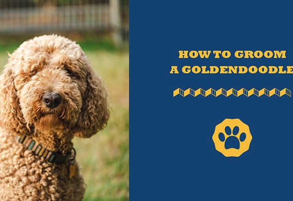 How to groom a goldendoodle