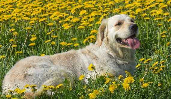 Dog Drives - a golden retriever laying in a field of flowers
