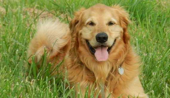 Reading canine body language a Golden laying in the grass