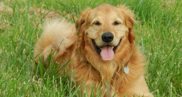 Reading canine body language a Golden laying in the grass