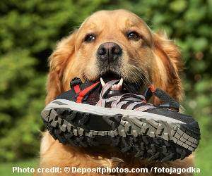 Golden Retriever Obedience Training