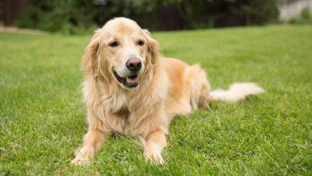 A yellow golden retriever relaxed lying down in grass