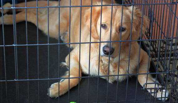 Crate training a Golden Retriever dog or puppy - A GR laying in a crate