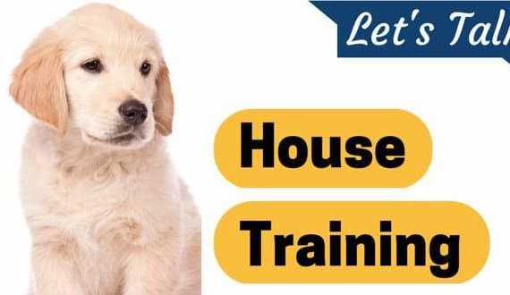 Let's talk house training written next to a golden retriever puppy on white background