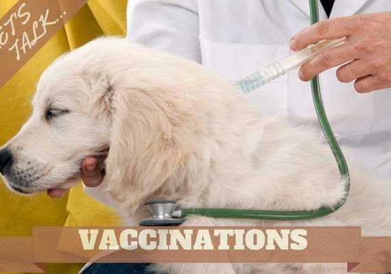 a golden retriever puppy being given a vaccination