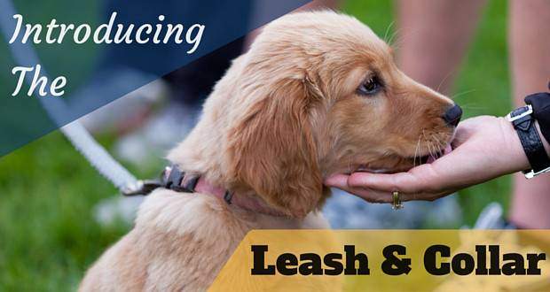Introducing the leash and collar written across a golden retriever puppy with chin resting on a hand