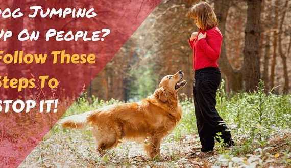 A woman and golden retriever standing facing eachother in the woods