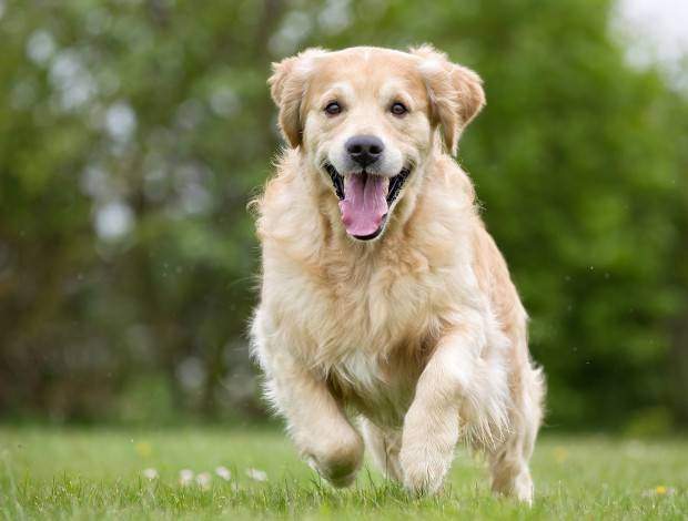A purebred Golden Retriever dog running without leash outdoors in the nature on a sunny day.