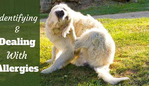 Identifying and dealing with allergies written beside a golden retriever scratching sat on grass
