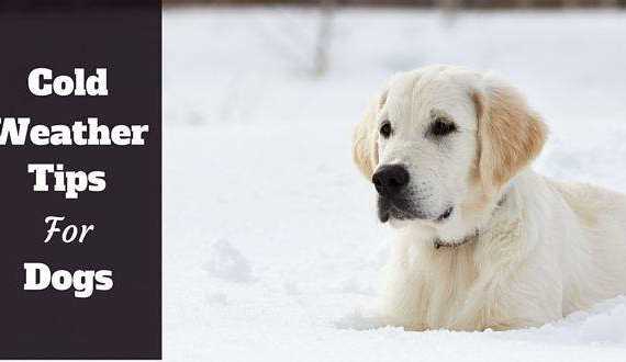Almost white golden retriever lying in snow