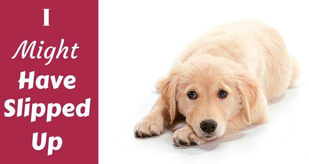 A sad looking golden retriever puppy lying down on white background