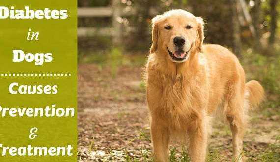 A dark golden retriever standing on grass in woods