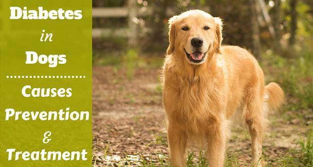 A dark golden retriever standing on grass in woods