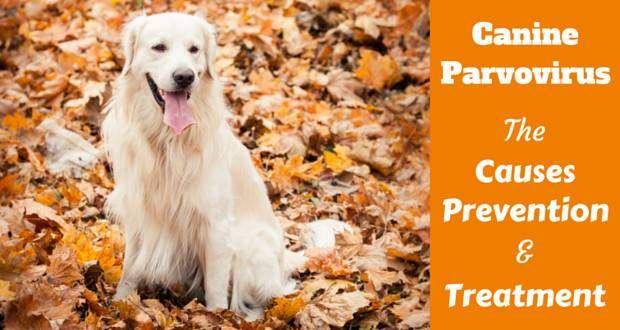 A golden retriever sitting in brown autumnal leaves