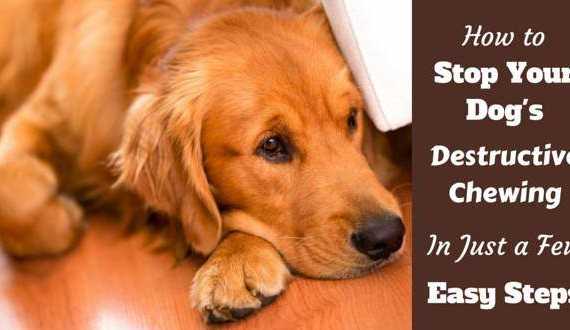 Stop destructive chewing written beside a rd-ish golden retriever laying on a wooden floor