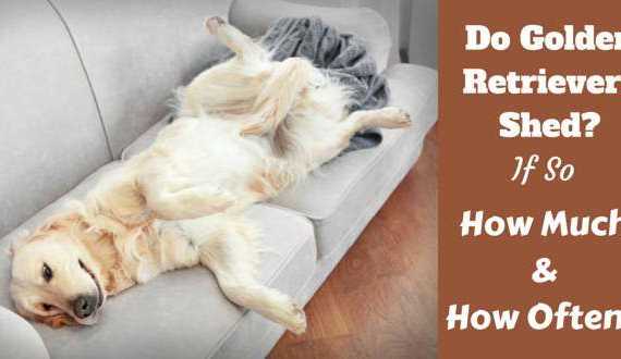 Do golden retrievers shed written beside a golden lying on it's back on a sofa