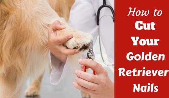 How to cut your golden retrievers nails written beside one having their nails trimmed