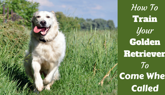 Train golden retriever to come when called written beside a golden running toward camera on grass