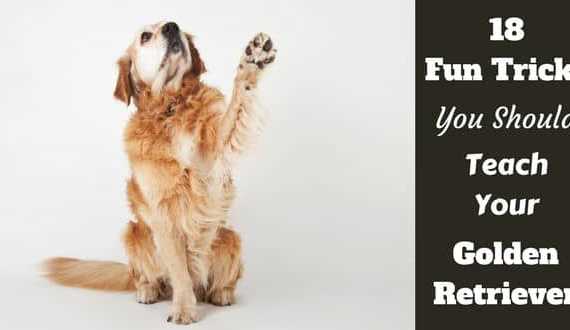 Golden retriever raising their paw, waving, as a fun trick