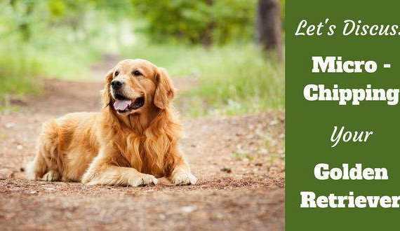 A darkish red golden retriever laying on a forest path