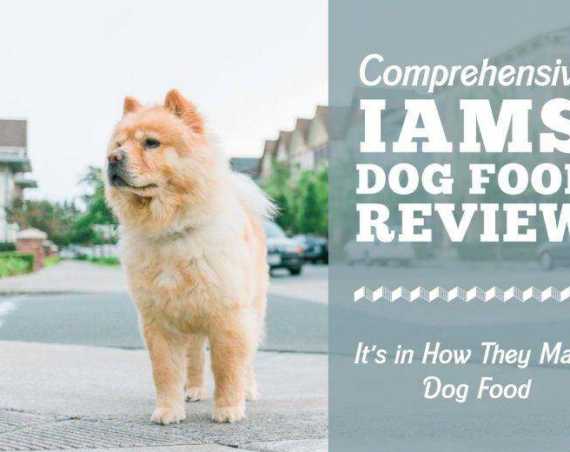 iams dogs food rewview