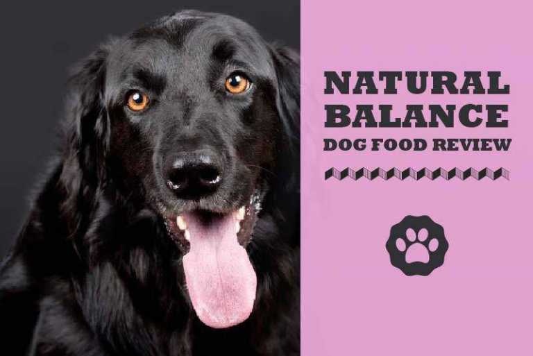 Natural Balance Dog Food 2021 Review