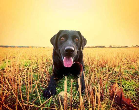Black-Golden-Retrievers