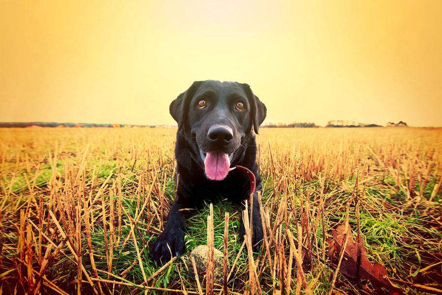 Black-Golden-Retrievers