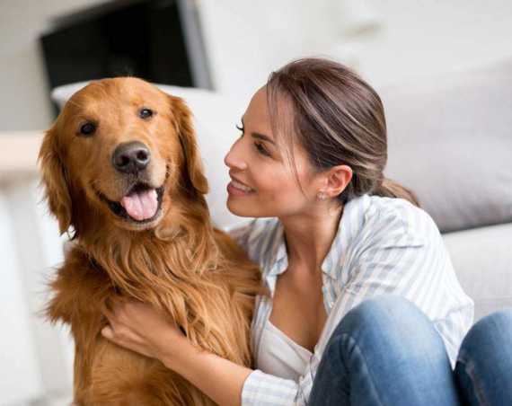 Types of golden retrievers