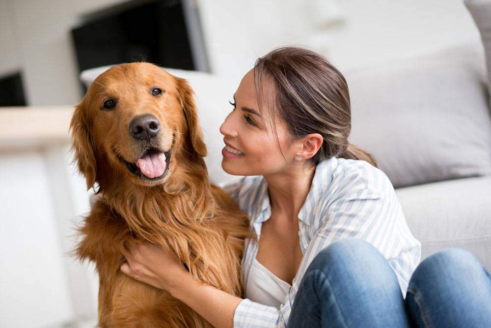 Types of golden retrievers