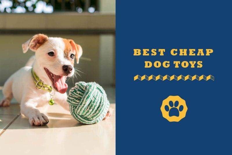 best cheap dog toys