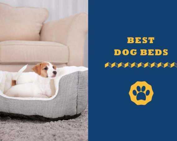 best dog beds