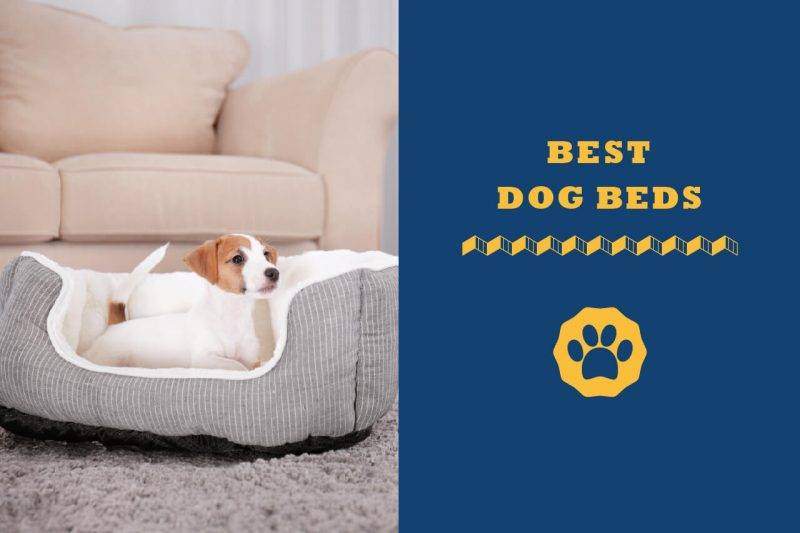 best dog beds