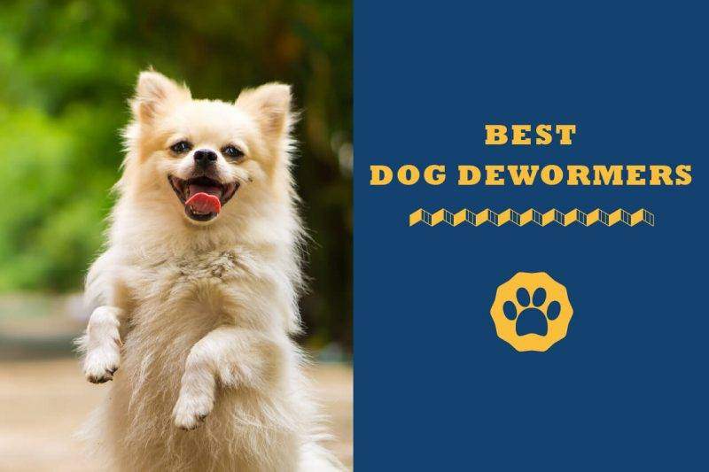 best dog dewormers