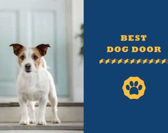 best dog door