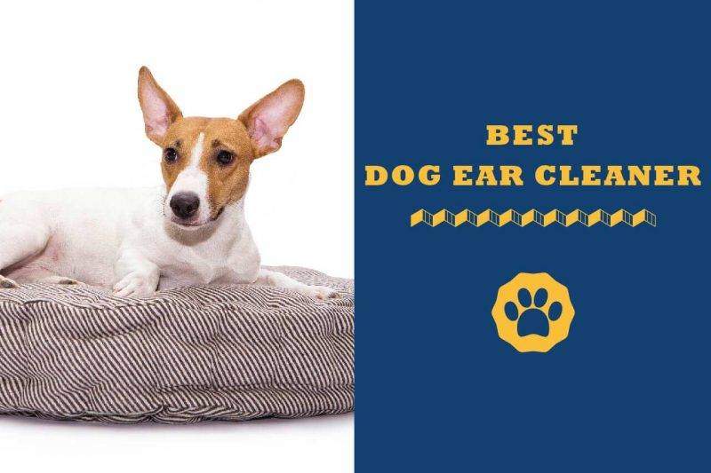 best dog ear cleaner