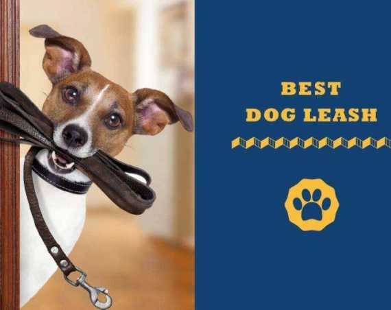 best dog leash