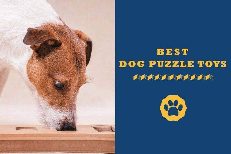 best dog puzzle toys