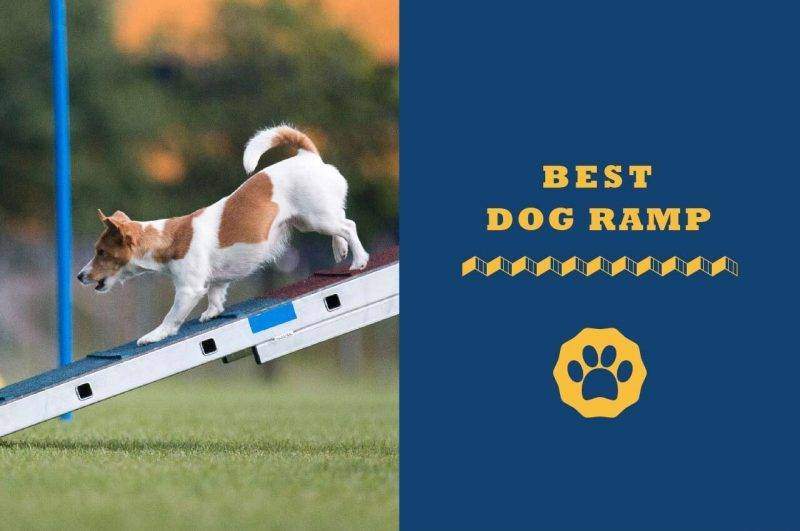 best dog ramp