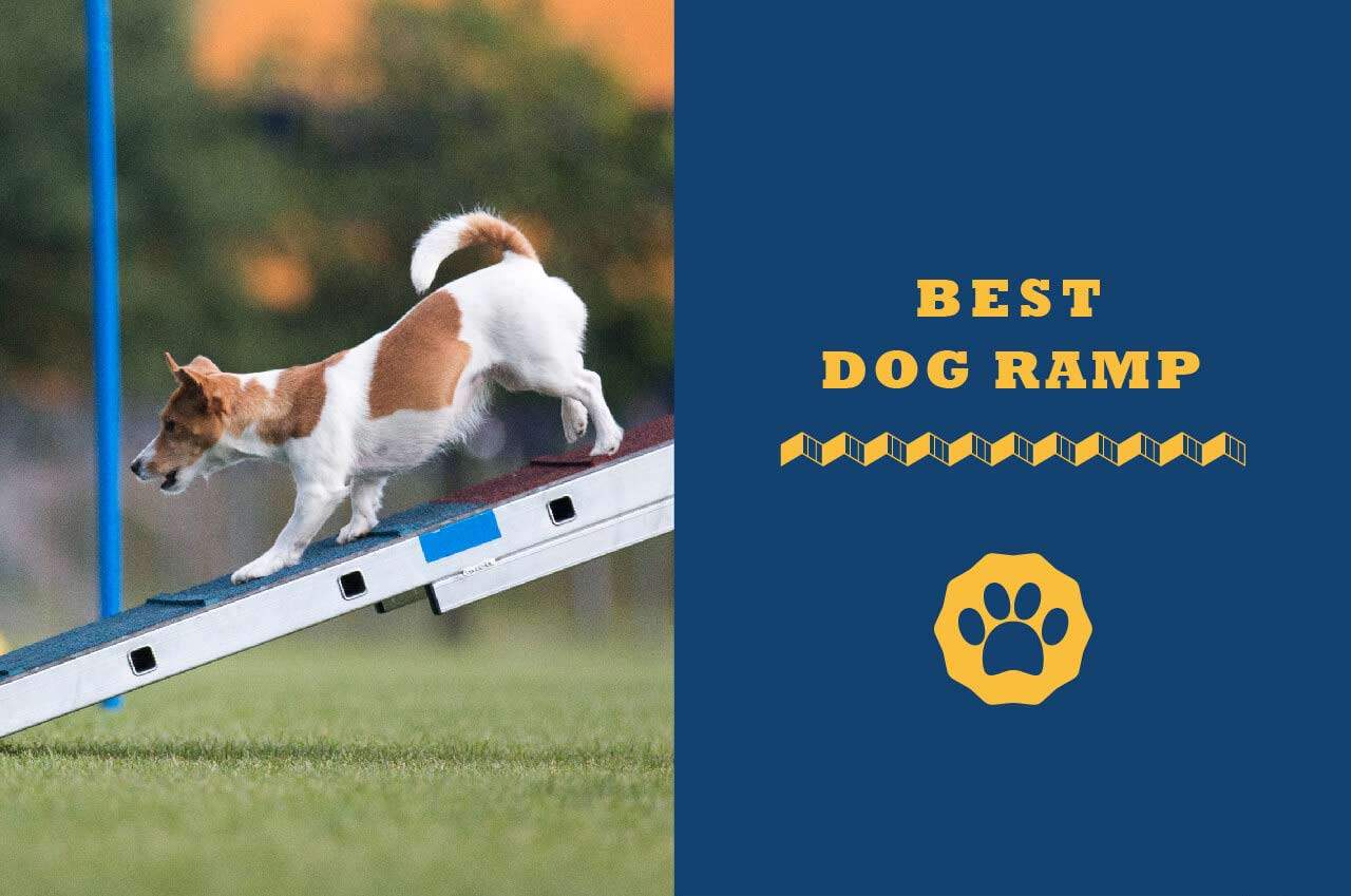 best dog ramp