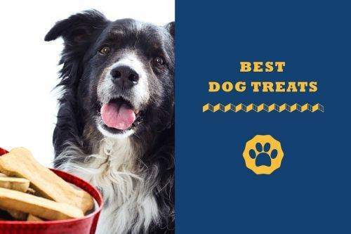 best dog treats