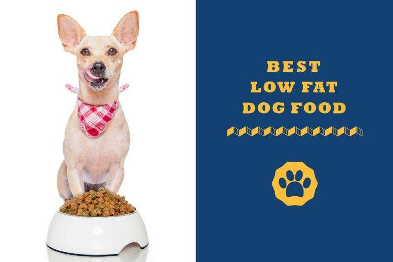best low fat dog food