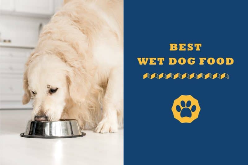 best wet dog food