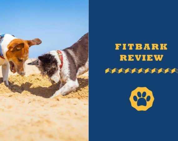 Best Dog Activity Monitors Yet