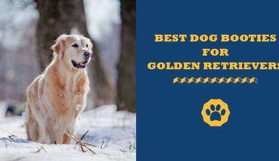 best dog booties for golden retrievers